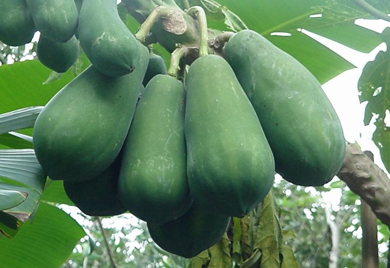 Cách trị mụn trứng cá tại nhà hiệu quả Đu đủ xanh có khả năng kháng khuẩn hiệu quả